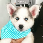 ROY 🐾 - @roy_thehuskydog - Instagram
