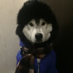 Roy And Jessika - @roy_husky - Instagram