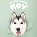 Roy - @husky.roy - Instagram