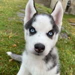 @roy_husky3 - Instagram