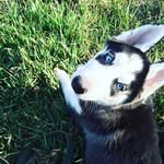 Roy Husky - @roy.husky - Instagram