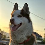 Roy - @roy._.husky - Instagram