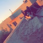 Roy - @roy.huskey - Instagram