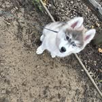 Roy - @roy.huskypup - Instagram