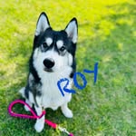 ROY - @roy_1218husky - Instagram