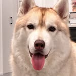 ROY - @roy_husky426 - Instagram