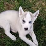 ROY - @roy_huskysiberian - Instagram