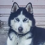 roy - @roy_the_siberian_husky - Instagram