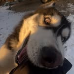 Roy The Husky - @thehuskyroy - Instagram