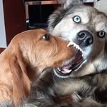 Roy y kyara - @huskymix_roy_kyara - Instagram