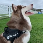 Royo🐺🦊 - @royo.husky - Instagram