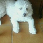 Roy Jesus Rivera  Irizarry - @royjesusrivera - Instagram
