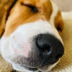 Royito ✨☄️🐶💫 - @royito_thebeagle - Instagram