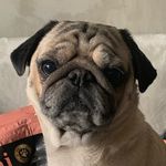 Royito 💙 (Roy) - @pugroyito - Instagram