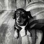 Roy Jaquez - @rj9225 - Instagram