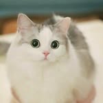 Roy Lung - @lovelyfurryfriends_store - Instagram