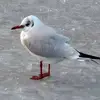 roymarlow - @roymarlow - TikTok