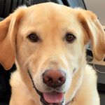 Roy McLean - @romclean - Instagram