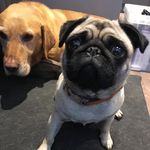 Roy Mclean - @roy.mclean - Instagram
