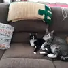Royanne McNair - @royanne.mcnair - TikTok