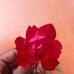 Mikhail Roy Nikhilroy - Facebook