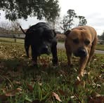 Roy Merritt - Facebook