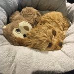 Roy mullen - @roy_thecavoodle - Instagram