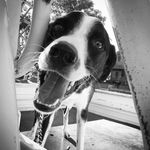 Roy Neely - @roy_boy_the_border_collie - Instagram