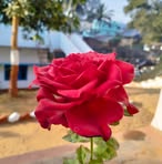 Nitul Roy - Facebook