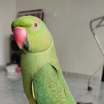 Mithu - @parrot_the_roy - Instagram