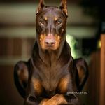 Roy Peebles - @carpenter_in_the_making - Instagram
