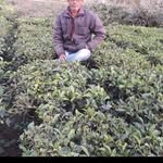 Pelandu Roy - @guiuj2023 - Instagram