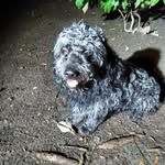 Perro negro y callejero - @callejeroperronegroy - Instagram