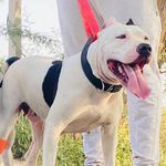 royal pitbull - @royalpittbull - Instagram