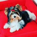Royal Puppies From Poland - @royalpuppiesfrompoland - Instagram