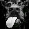 Roy_Pollock - @roy_pollock - TikTok