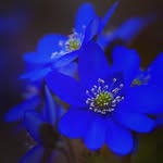 M P Roy Pylee - @mproypylee - Instagram