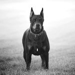 @ricci_roy - Instagram