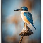 Roy Ritchie - @rritchie.backyardphotography - Instagram