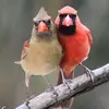 Roy Rood - @roy.rood - TikTok