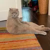 Roy_roode - @pumpakitty - TikTok