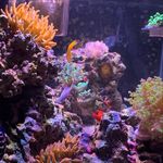 Roy Rosales - @tropical_reefers - Instagram