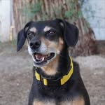 Roy, Royer Myers, perrochico - @perro_chic0 - Instagram