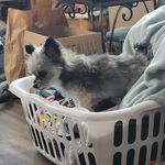 Roy Ryan - @royryan1071 - Instagram
