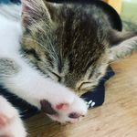 Roy Merz - @roy_schuster15 - Instagram