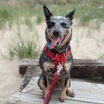 Fitz Roy Sisco - @fitz.australianwiggledog - Instagram