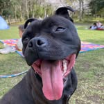 Roy🐾 - @roy_staffordbull - Instagram