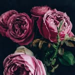 Starness - @her_royal_starness - Instagram
