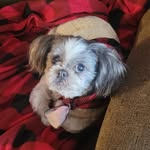 Roy Therrien - @lionheart91957 - Instagram