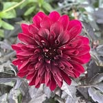 Roy Thomas - @thomasroy313 - Instagram